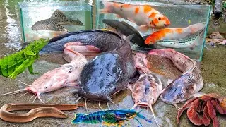 Aku Menangkap Ikan Lele Raksasa Dalam Lubang, Lele Albino, Ikan Gabus, Belut, Ikan hias, Ikan gurame
