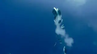 Nassau Grouper Spawning