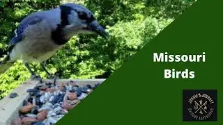 Bird Watching: Birds of Missouri
