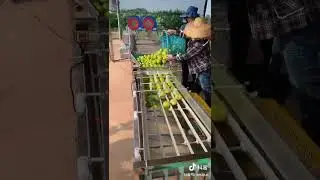 Lemon and orange drying sorting machine