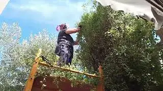 Helping a Friend with a Tight-Space Garden Cleanup