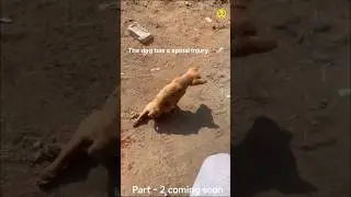 dog #dog #doglove #sad #dogsvideo #cutie #cutedog #cutedogs #viral #trending #youtubeshorts #popular