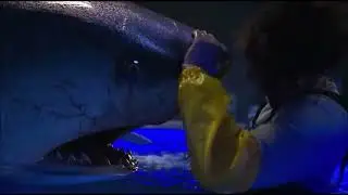 Deep Blue Sea 2 (2018) - No metas la mano