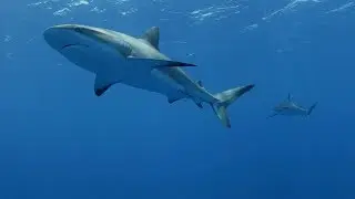 High Seas Journey to the Costa Rica Thermal Dome (English Subtitle Version)