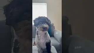 Freakier Friday Sheepadoodle Puppy gets Zoomies #sheepadoodle #puppy #comedy #doodles #dogshorts