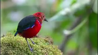 Red Sparrow l Morning With Beautiful Birds Chirping l Beauty of the Nature l Birdsgraphy