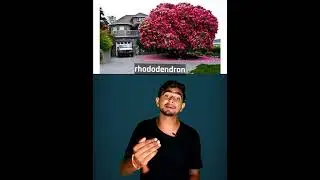 128 years old Rhododendron tree in Canada #shorts