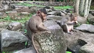 Adorable Baby Monkey at Bayon Temple | Angkor Wat Wildlife Encounter
