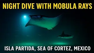 🌊 Night Dive with Mobula Rays &ndash; Isla Partida, Sea of Cortez, Mexico