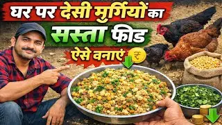 How to make cheap feed for Desi chickens at home? | Homemade Desi Chicken Feed