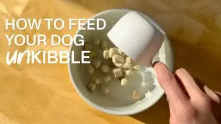 How To Feed Your Dog UnKibble