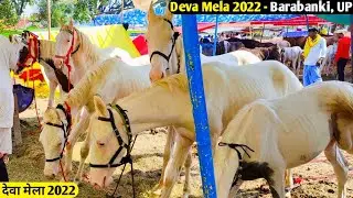 Deva Horse Mela 2022- Barabanki, UP/ देवा मेला- बाराबंकी, यूपी/ मेले में आए हैं एक से बढ़कर एक घोड़े