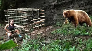 5 days of setting traps to ambush black bears, black bears attack? surviving alone survival instinct