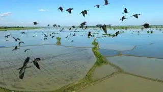 Flyway Network Sites in Myanmar