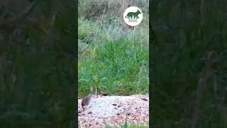 🐦 BIRDS IN THE NETHERLANDS: OCTOBER 2024 TRAIL CAM FOOTAGE #wildlife #trailcam #birds #netherlands