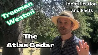 How to Identify an Atlas Cedar (Cedars atlantica) Facts and Features