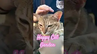 Happy Cat Garden บ้านสวนแมวแสนสุข #สองลุงถลุงสังขาร #คาเฟ่แมว #ฮีลใจ #ทาสแมว