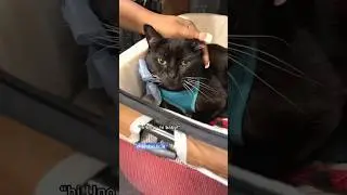 my cat Uno met his fans IRL at CatCon [pt2] w/ @thekatcurtis & @catconworldwide #catcon #cats