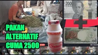Cheap fermented goat feed only uses Yakult