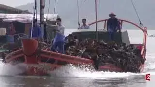 France 2   Algues du fujian