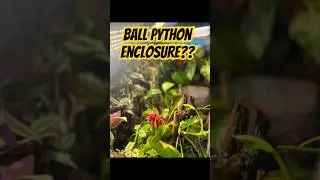 Is This a Zoo Exhibit or a Ball Python&rsquo;s Home?! 🐍