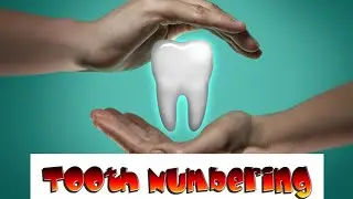 TOOTH NUMBERING SYSTEM