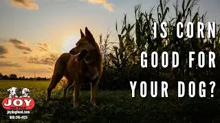 Is corn good for your dog?  | Fueled by Joy