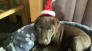 Enzo was doing this for 20 mins straight #dogs #Enzo #Axel #Toysfordogs