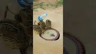 Innovative Quail Trap Using Paper #shorts #shortvideo #technique