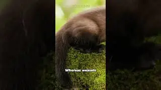 Would you be able to differentiate these two animals?
