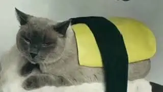 Коты дают жару#)
