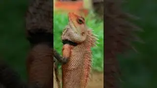Little GODZILLA captured in phone #macro #photography #shorts #i_mobileclicker #gardenlizard