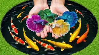 Catch beautiful aquarium fish in small pond baby turtles, Eel, Colorful Guppies, Rare Pencil fish