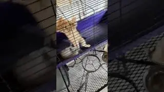 Gordon, Leo and Cookie sure know how to put on a cage match! 🐱🐱🐱 #shorts #wwe #cats #funny #lol