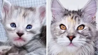 See How a Kitten&rsquo;s Eye Color Changes - From Blue to Orange!