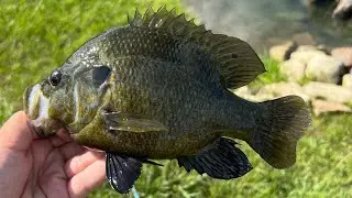 How to catch green sunfish!