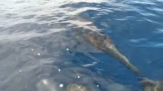 Mayotte - Dauphins d'&Eacute;lectre (Peponocephala electra) - 2021-01-28