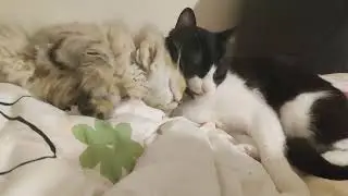 🥰