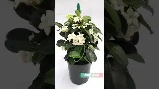 КОМНАТНЫЙ ЖАСМИН УХОД