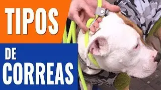 C&Oacute;MO ELEGIR CORREA PARA TU PERRO/TIPOS DE CORREAS PARA PERROS