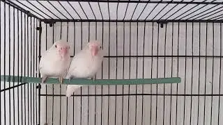 Albino Red eyes Bloodline by Khurram Qadeer Karachi (Hope Avairy By Ameer Hamza)