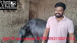Hldb or redu ke semen se ek Buffalo seki breeding Real Hero नस्ल  बचाने बढ़ाने वाले पशुपालक गुरप्रीत