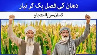 Farmer Protest in Sindh Over Unfair Rice Crop Prices