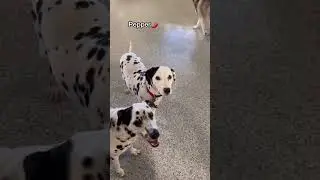 Let&rsquo;s see what dogs know Spanish at dog daycare today! #dogshorts #dogdaycare #doglover #puppy