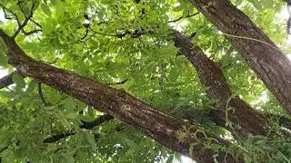 short video  walnut tree dekha hae kabhi