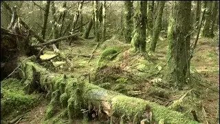 Inspiration in a Mossy Forest by Alan Kingwell