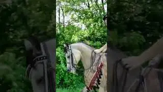 Riding Every Breed: The Morab🐴