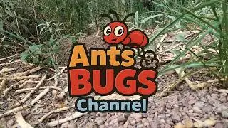 Busy Forest Ants in Action