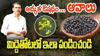 మిద్దెతోటలో ఆవాల సాగు | Mustard Seeds in Terrace Garden | Raghotham Reddy
