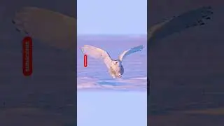 The Majestic White Owl: Mysteries and Myths Explained! #shorts #short